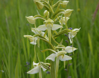 Butterfly Orchid Flower Seeds