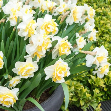 White Lion Daffodil Seeds