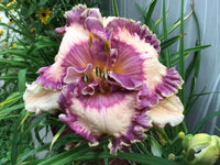 Hanalei Bay Reblooming Daylily