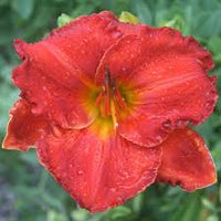 Desert Flame Reblooming Daylily