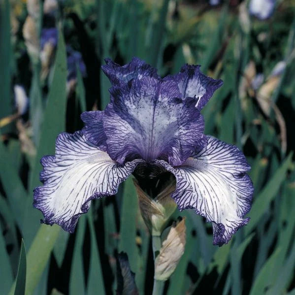 Autumn Circus Colourful Tall Bearded Reblooming Iris