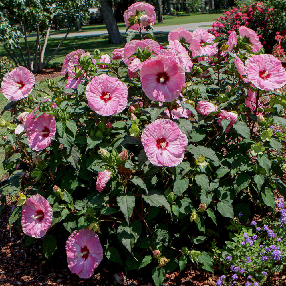 Spinderella Hibiscus