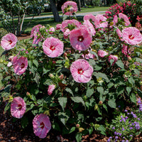 Spinderella Hibiscus