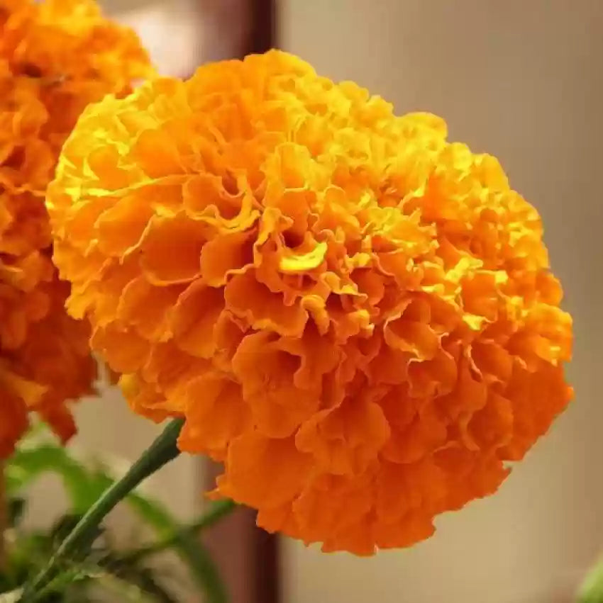 Marigold Perfection Orange Flower Seeds