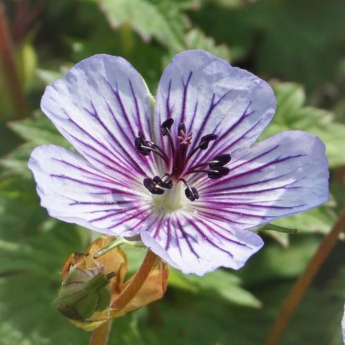 Crystal Lake Hardy Geranium