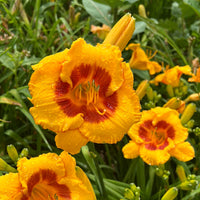 Fooled Me Daylily