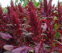 Red Spike – Amaranthus Seed