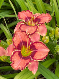 Fearfully and Wonderfully Made Reblooming Daylily