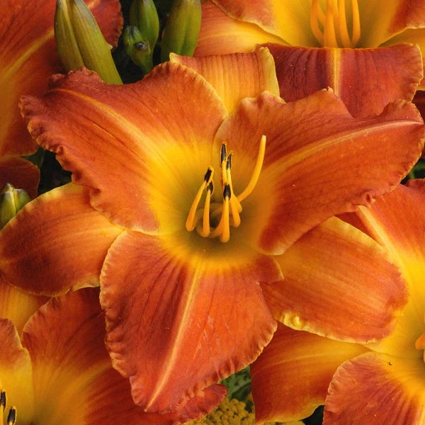 Bright Sunset Daylily