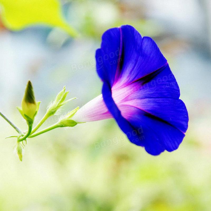 Picotee Blue Morning Glory Seeds Rare Petunia Seeds Bonsai Flower