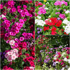 Phlox Beauty Mixed Color Flower Seeds