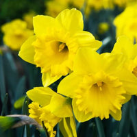 Trumpet Daffodil Improved King Alfred Seeds