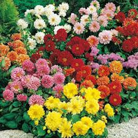 Dahlia Figaro Mixed Color Flower Seeds