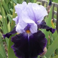 Tempting Fate Bearded Iris