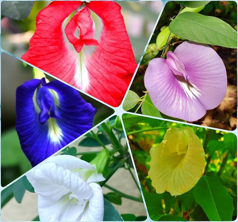 Clitoria Ternatea Aparajita Mix Color Hybrid Seeds