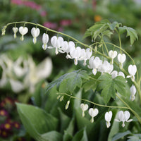 White Old-Fashioned Bleeding Heart