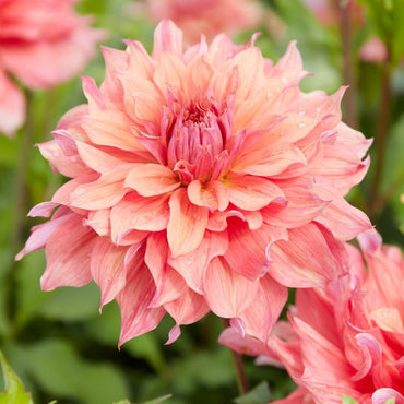 Belle of Barmera Dahlia