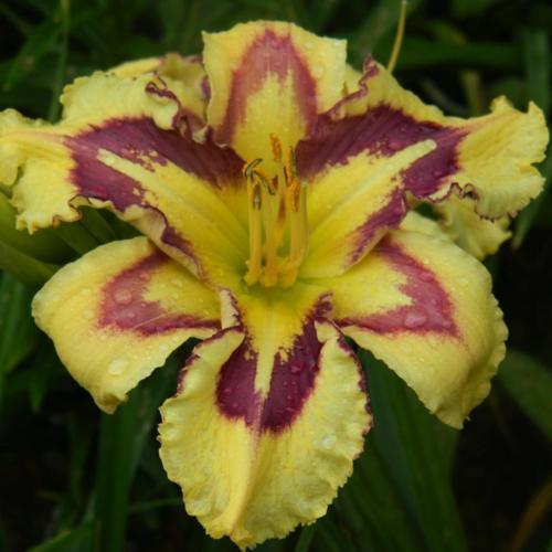 Chasing Ghosts Reblooming Daylily