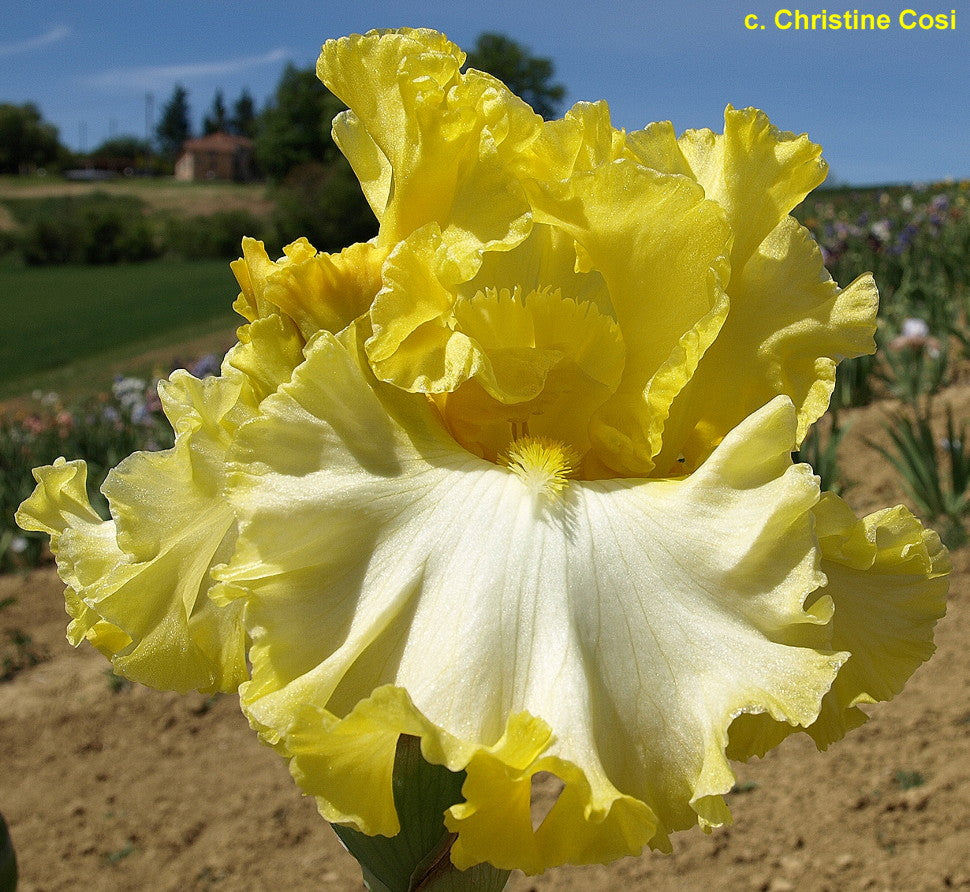 Beauty Becomes Her Bearded Iris