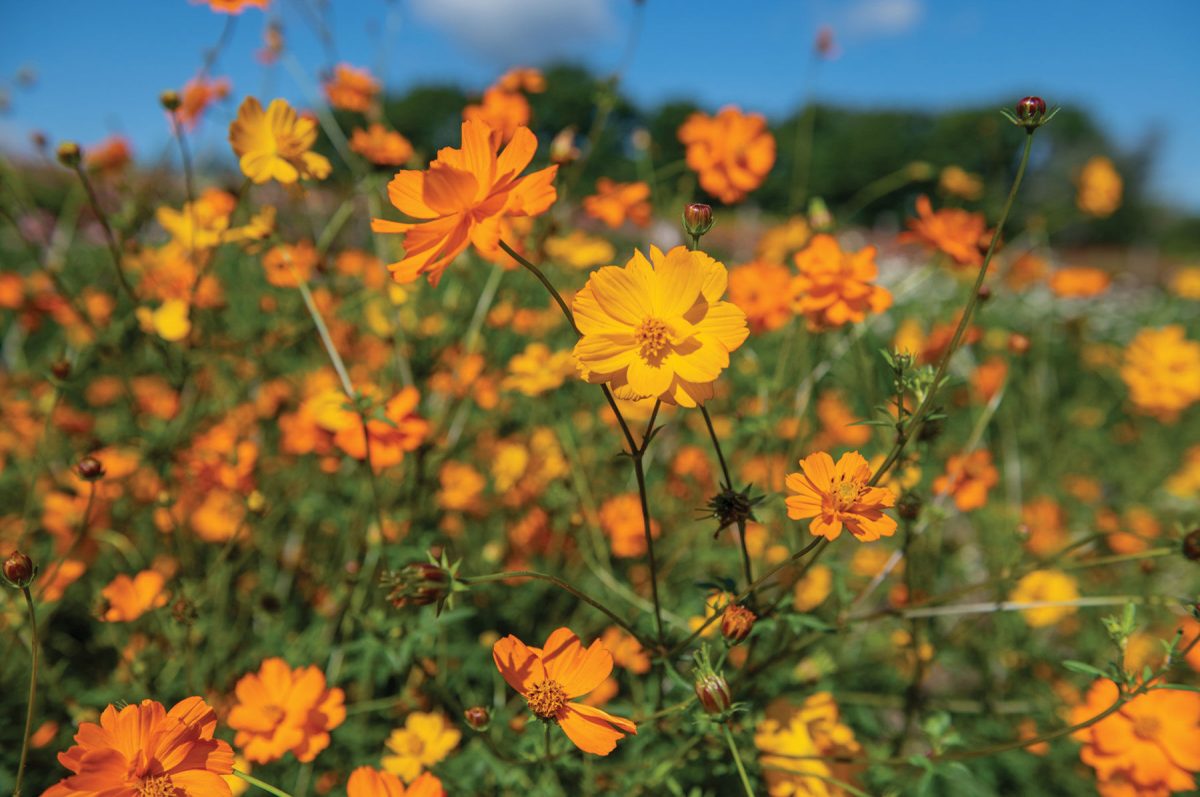 Bright Lights – Heirloom Cosmos Seed