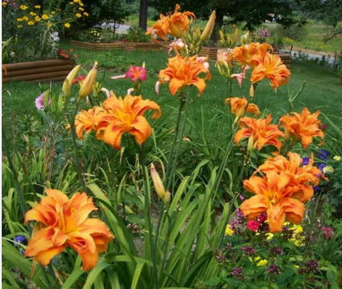 Double Orange Zephyr Daylily