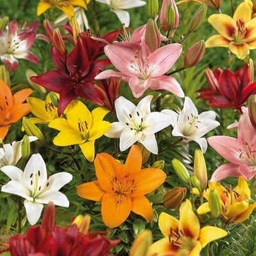 Ultimate Lily Tree Collection Seeds