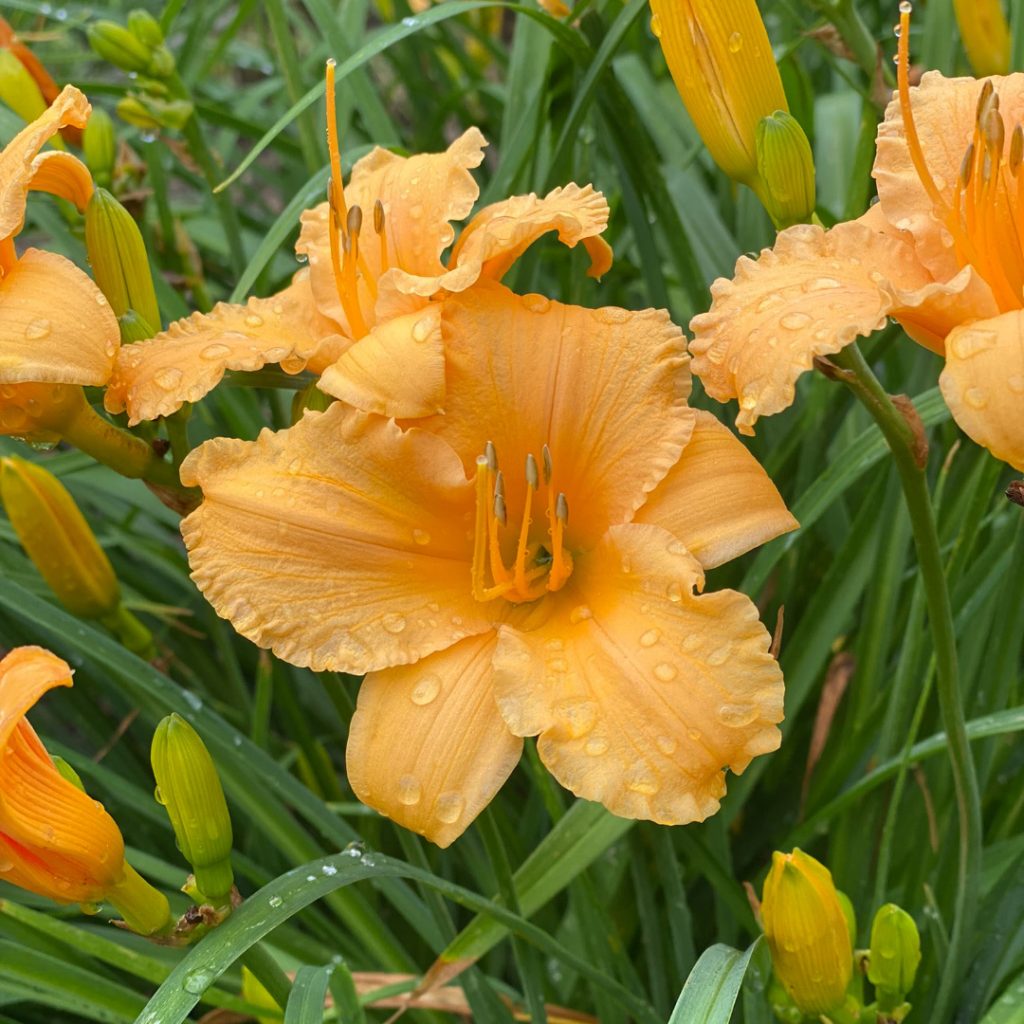 Apricot Sparkles Daylily