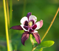 William Guiness Columbine