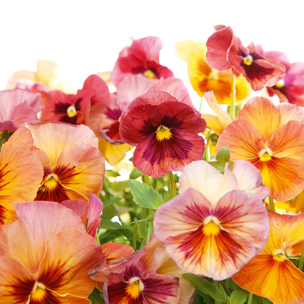 Imperial Antique Shades – Viola Seed