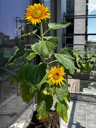 Four seasons broadcast viewing balcony pots of dwarf sunflower seeds