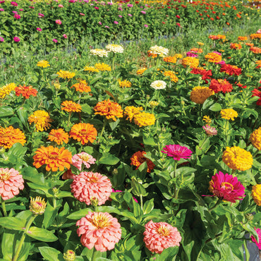 Jim Baggett’s Choice Mix – Organic Zinnia Seed