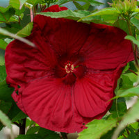 Vintage Wine Hibiscus