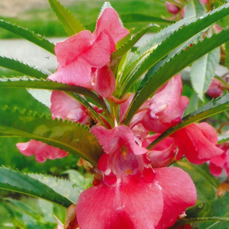 Balsam Rose, Balsam Gulab Seeds