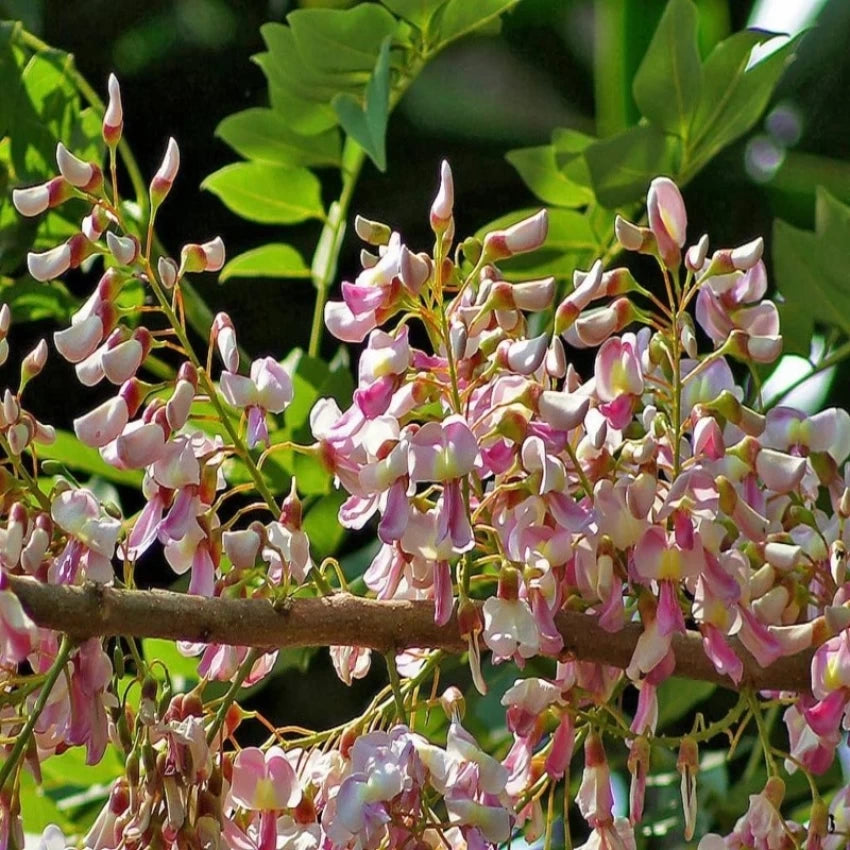 Gliricidia Maculata & Gliricidia Sepium Seeds