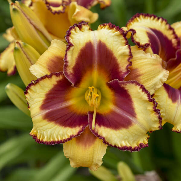 Blazing Glory Reblooming Daylily