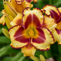 Blazing Glory Reblooming Daylily