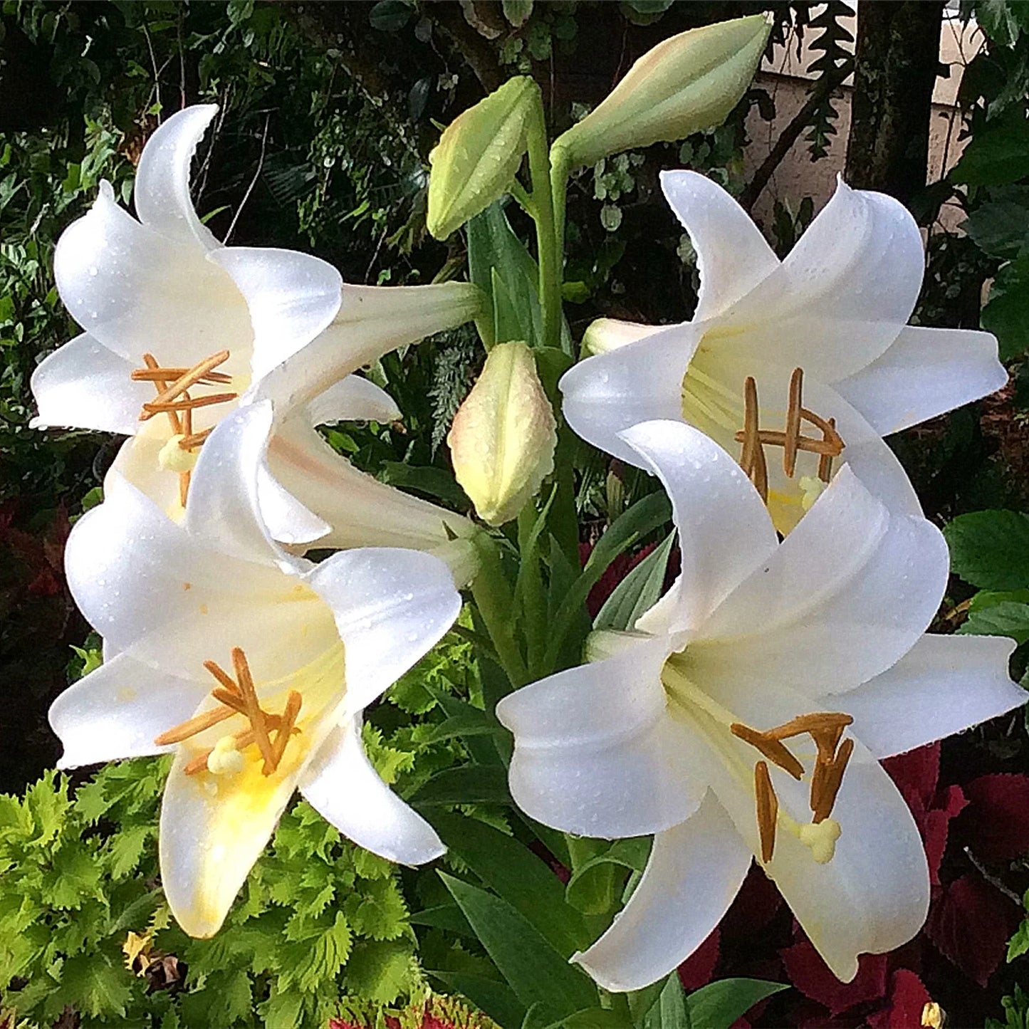 Belladonna Lily- White