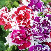 Petunia Glorious Double Mixed Color Flower Seeds