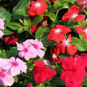 Vinca Mixed Color Periwinkle Desi Flower Seeds