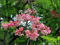 Cassia Renigera Burmese Pink Cassia Seeds