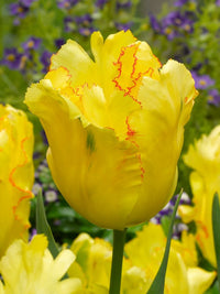 Texas Gold Tulip Seeds