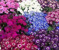 Cineraria Mixed Color Flower Seeds