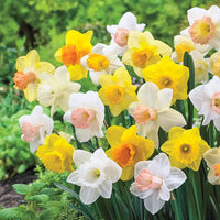 Trumpet Daffodil Collection Seeds