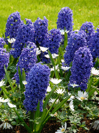 Blue Jacket Fragrant Giant Hyacinth Seeds