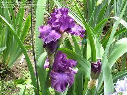 Vicar Bearded Iris