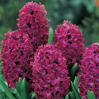 Woodstock Hyacinth Seeds