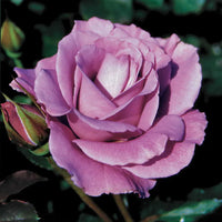 Angel Face Floribunda Rose