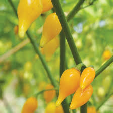 Biquinho Yellow – Piquillo Pepper Seed