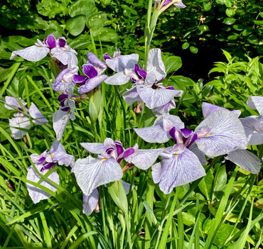 Fortune Japanese Iris