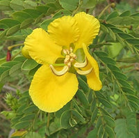 Cassia Absus Seeds